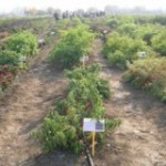 Growing Season Officially Over in Italy!